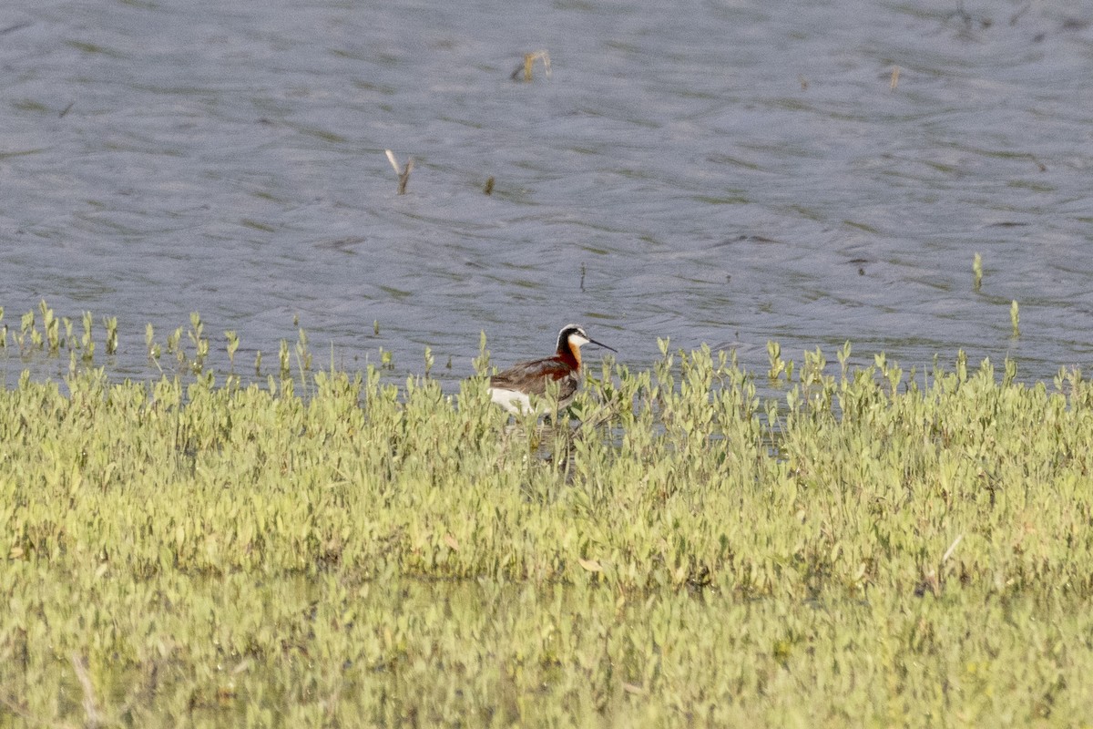 Wilson's Phalarope - Alex O’Brien