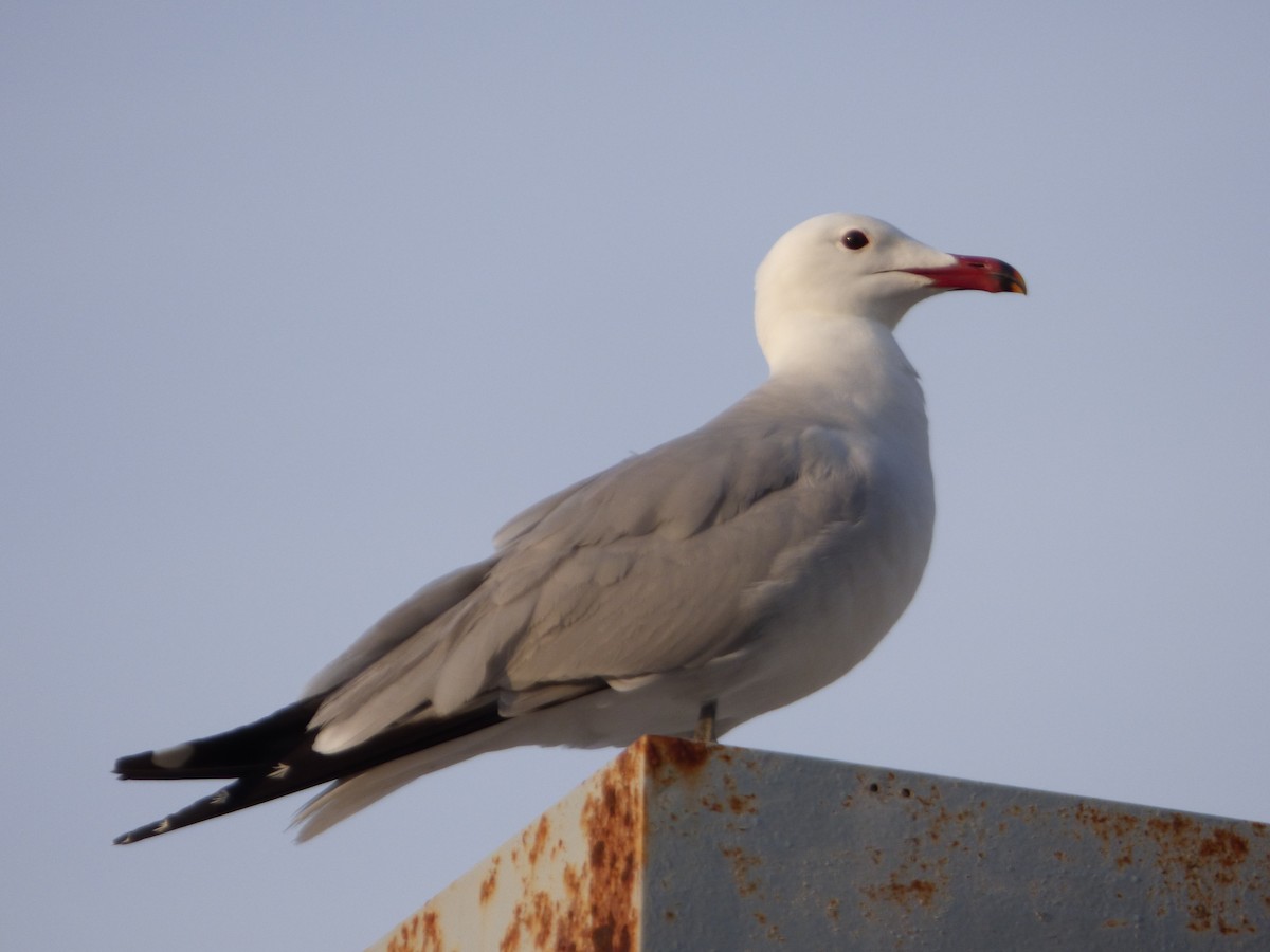 Audouin's Gull - Panagiotis Michalakos