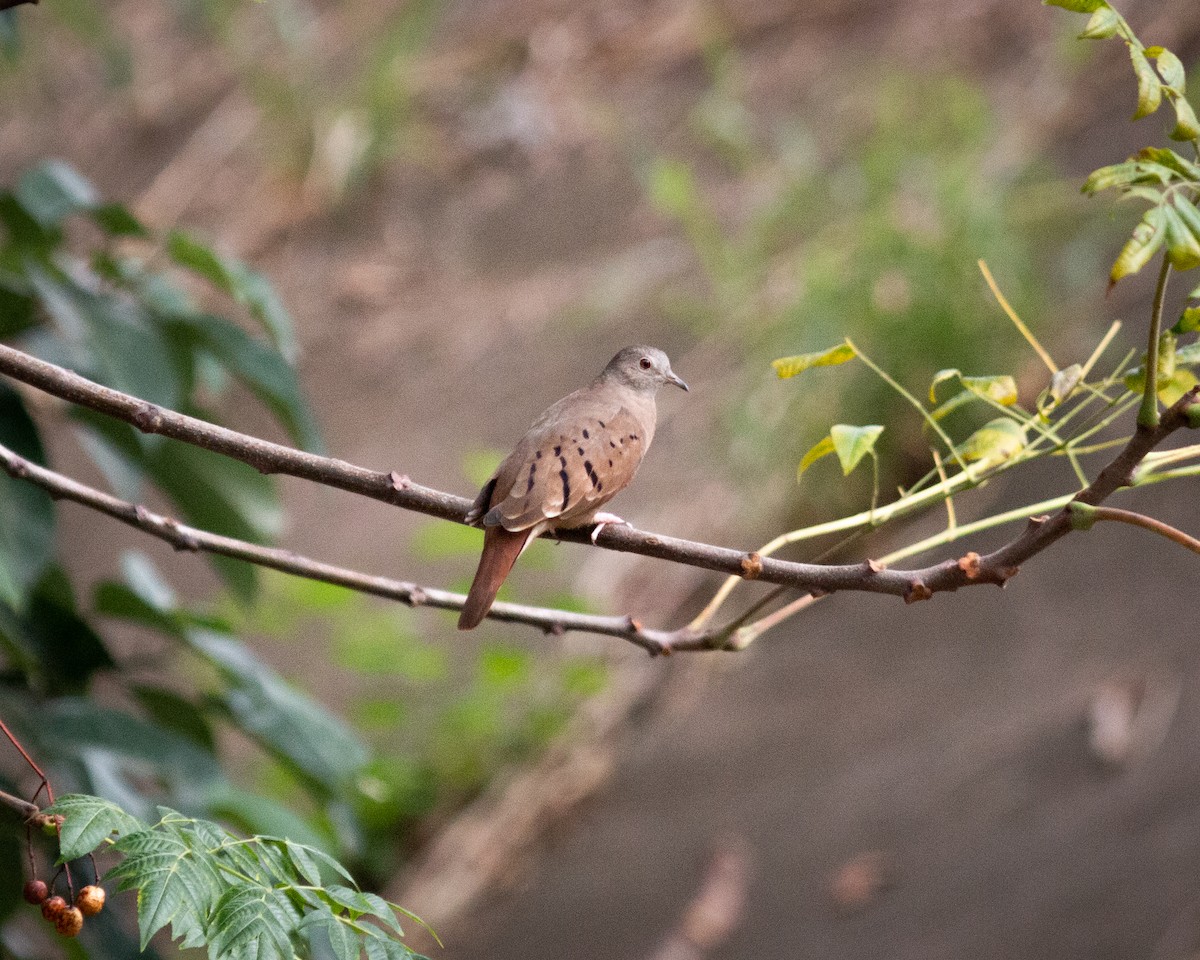 Ruddy Ground Dove - Felipe Gulin