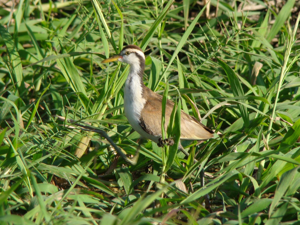 Wattled Jacana - ML619589286