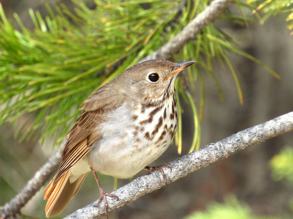 Hermit Thrush - Brad Vissia