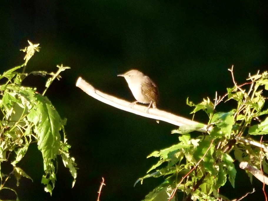 House Wren - Martin Byhower