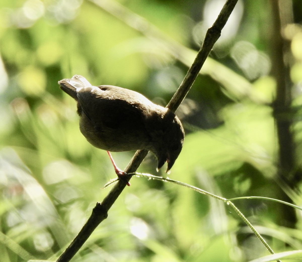 Black-faced Grassquit - Paula Peña-Amaya