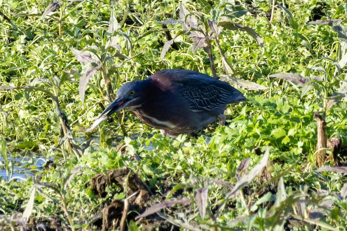 Green Heron - Steve Metzger