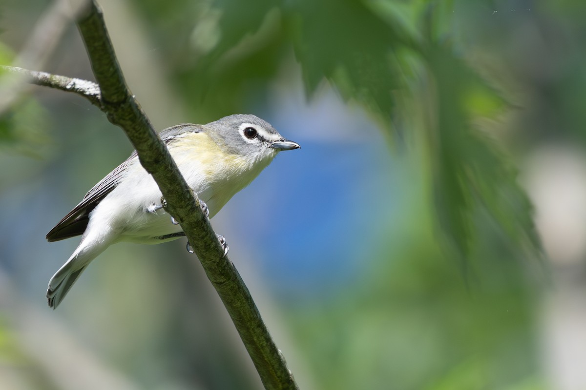 Viréo à tête bleue, V. de Cassin ou V. plombé - ML619589306