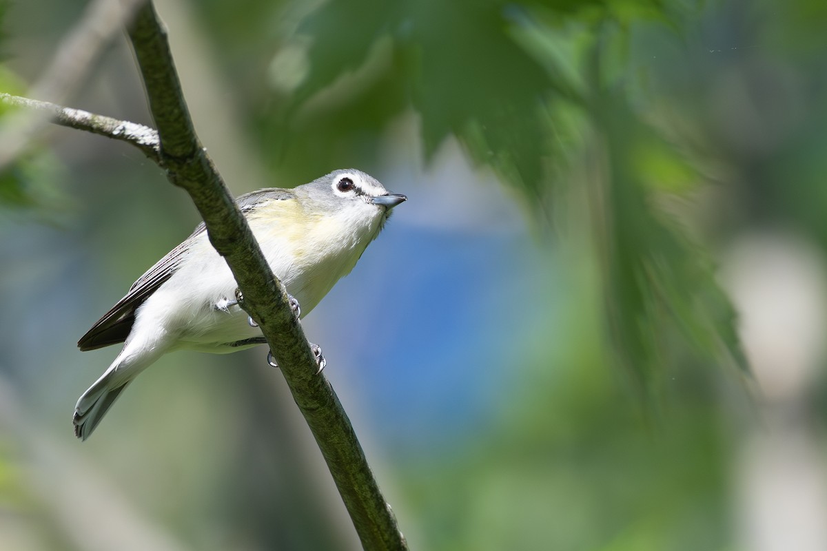 Viréo à tête bleue, V. de Cassin ou V. plombé - ML619589307