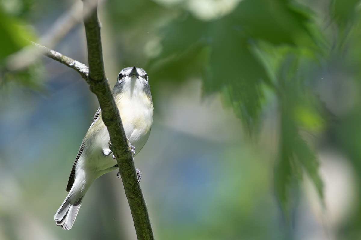 solitary vireo sp. - ML619589308