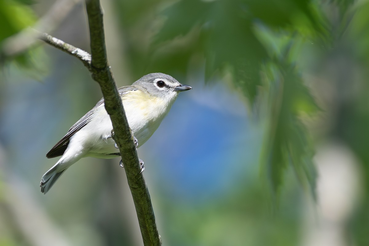 Viréo à tête bleue, V. de Cassin ou V. plombé - ML619589309