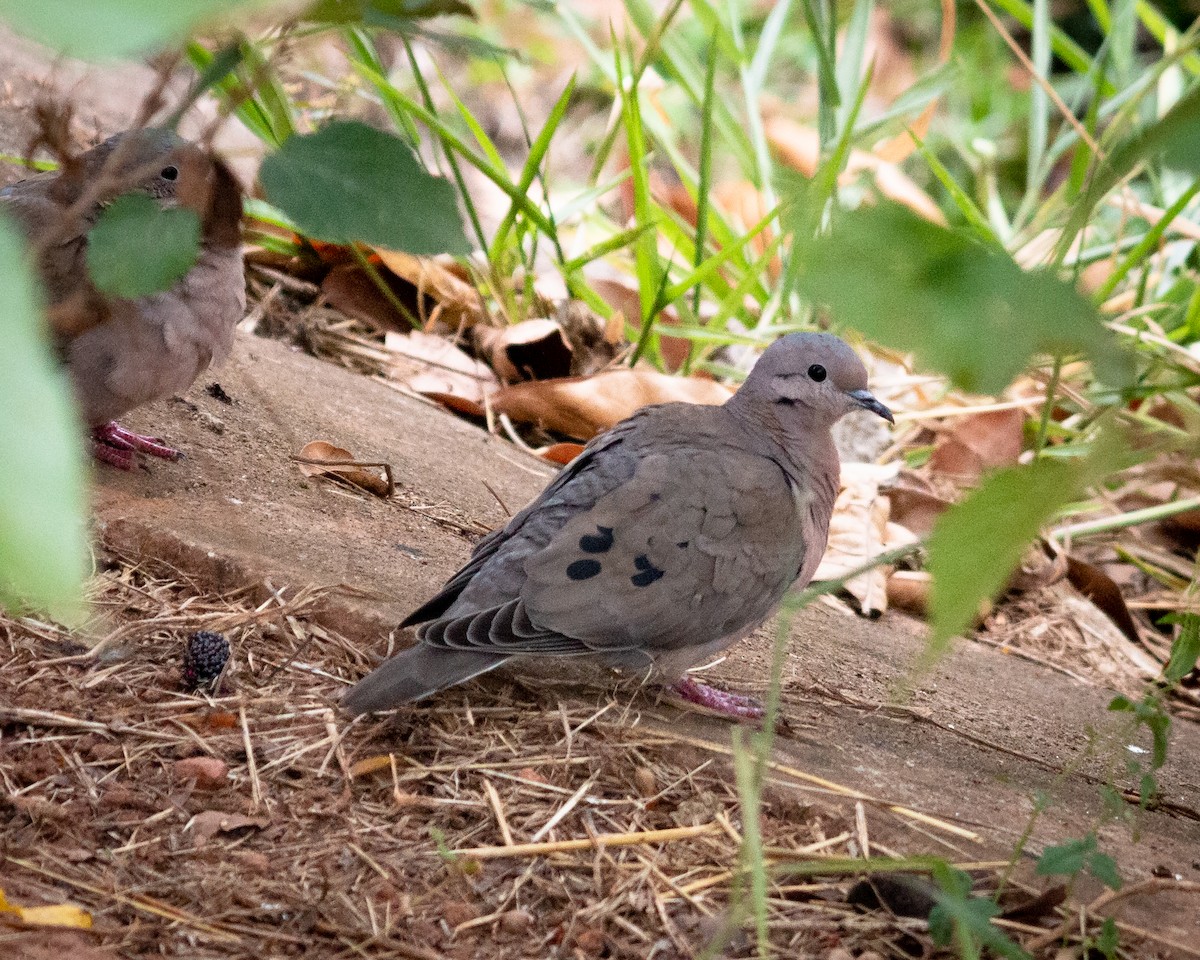 Eared Dove - Felipe Gulin