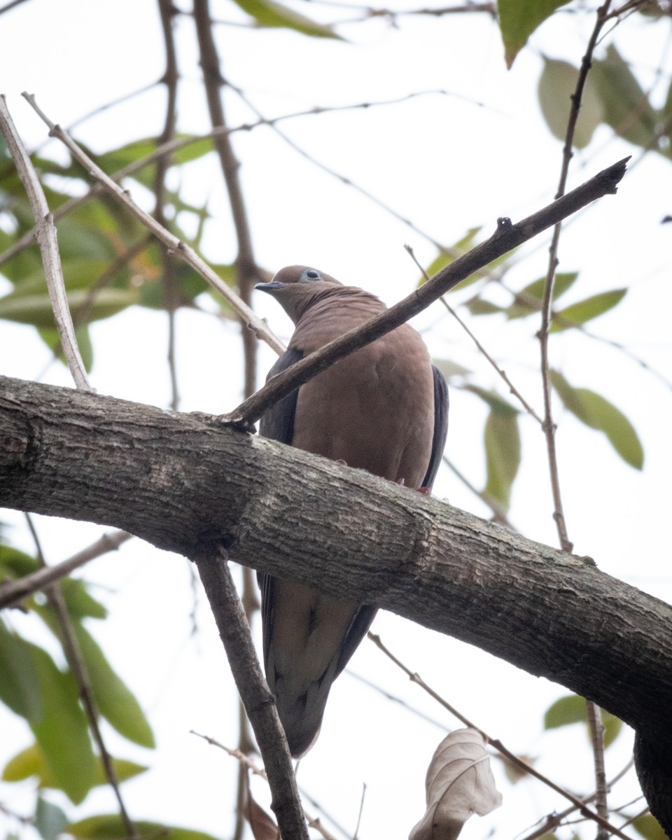 Eared Dove - Felipe Gulin