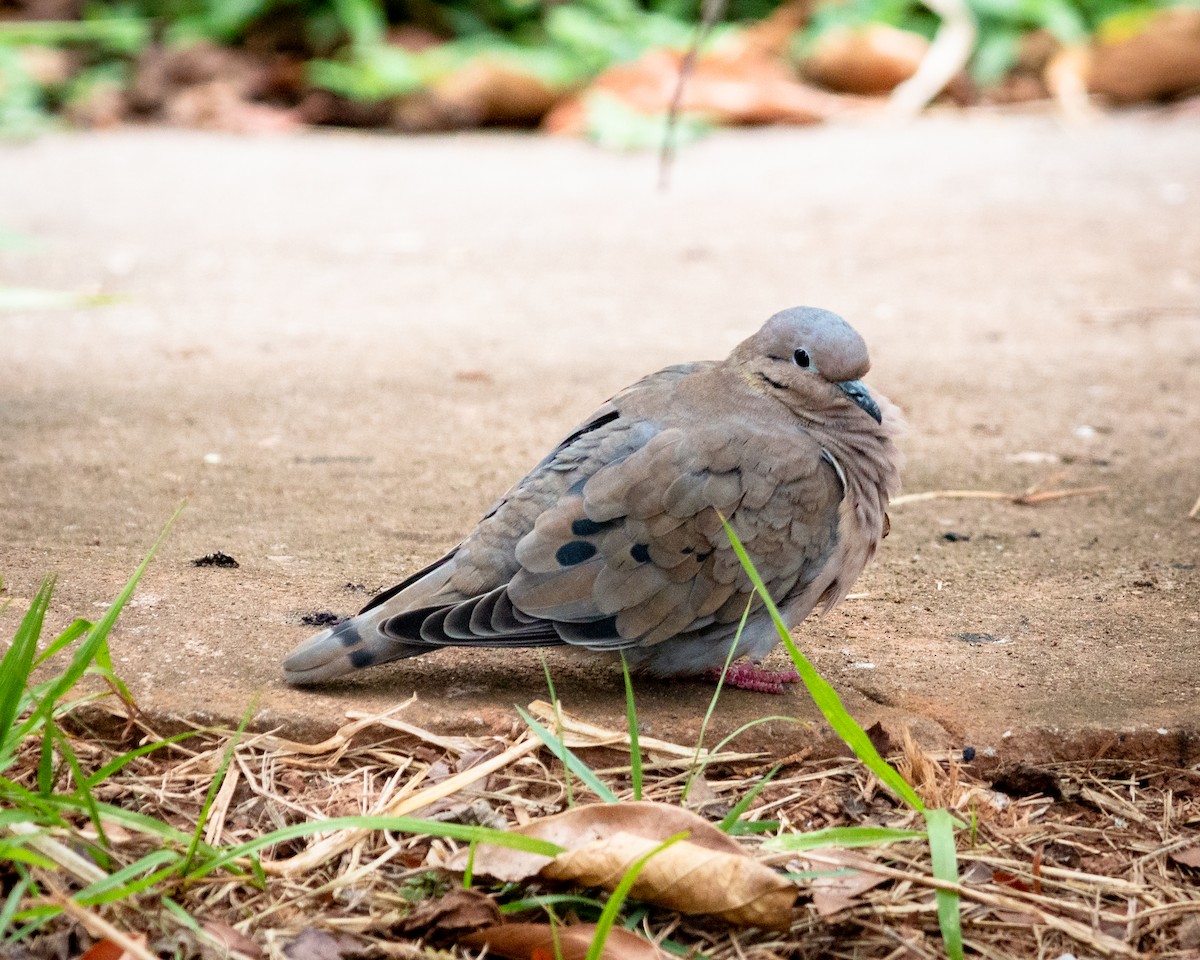 Eared Dove - Felipe Gulin