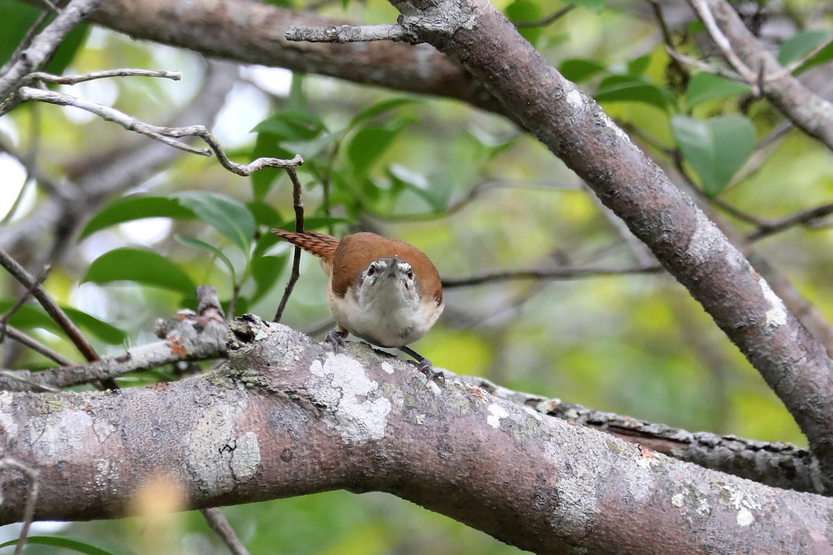 Long-billed Wren - Stephen Gast