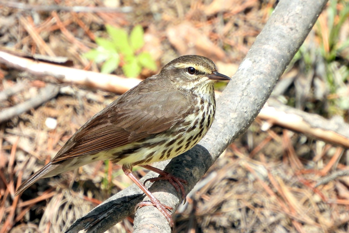 Northern Waterthrush - ML619589319