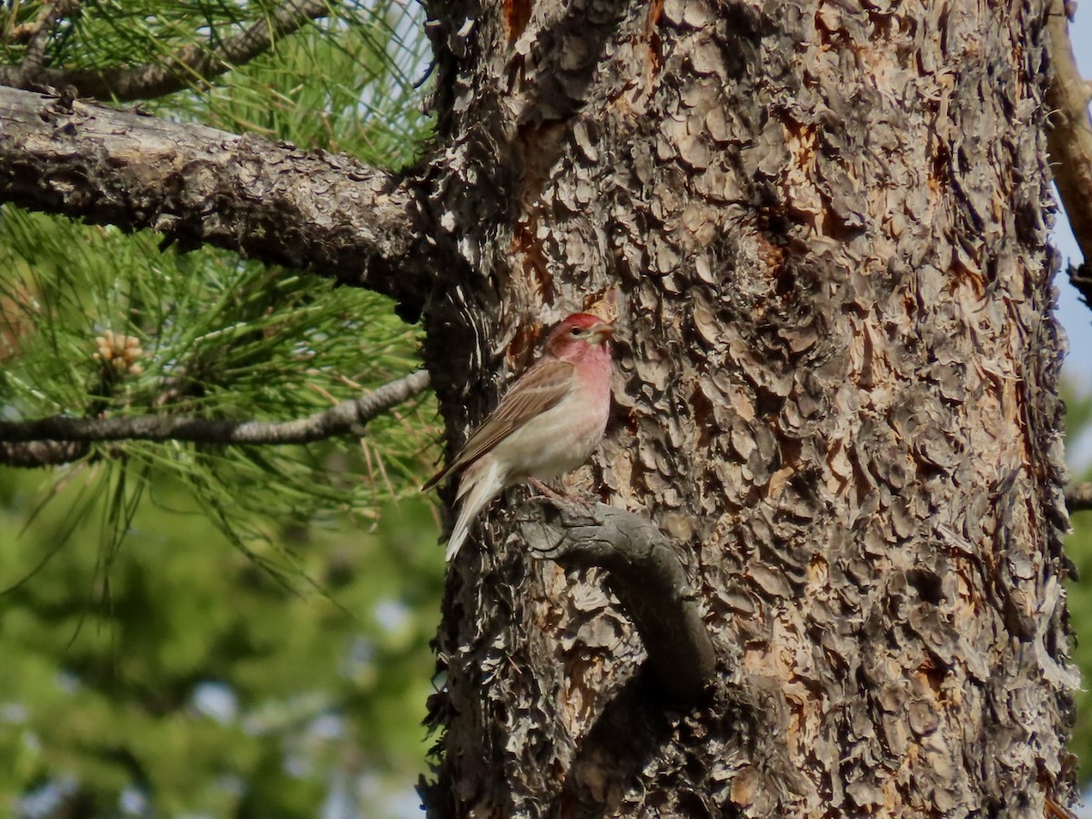 Cassin's Finch - Diane Roberts