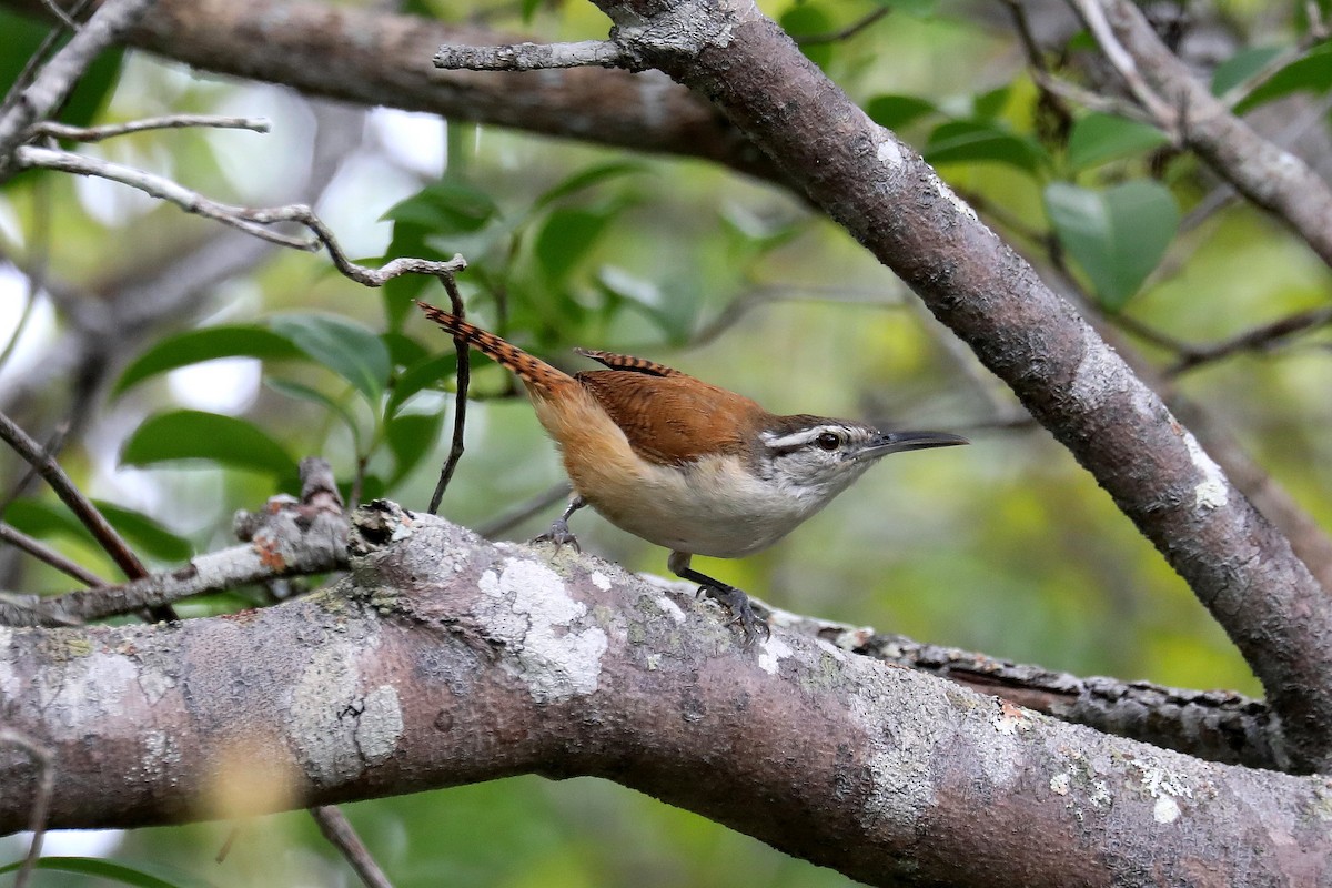 Long-billed Wren - Stephen Gast