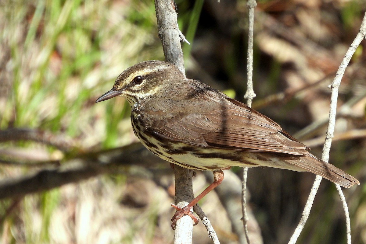 Northern Waterthrush - Brad Vissia