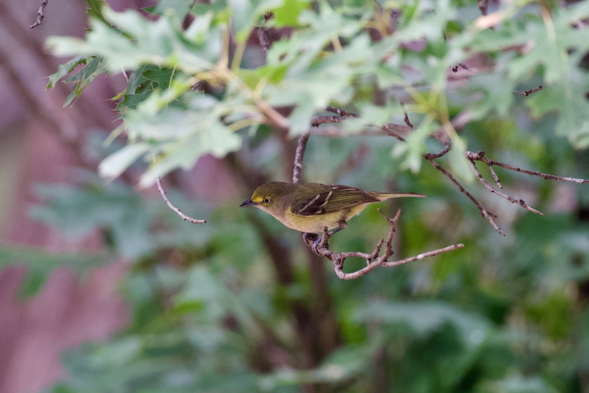 Ak Gözlü Vireo - ML619589326