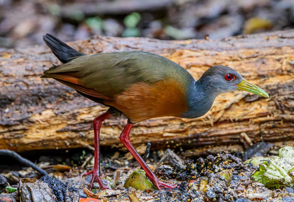 Gray-cowled Wood-Rail - Felipe Aoyagui