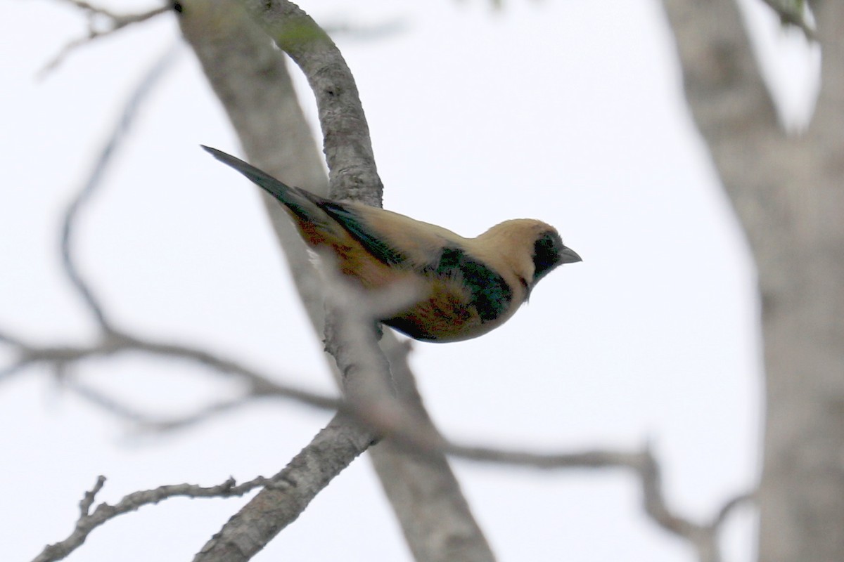 Burnished-buff Tanager - Stephen Gast