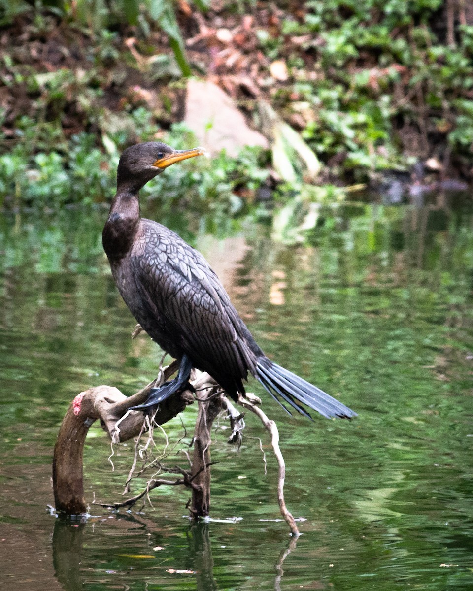 Neotropic Cormorant - Felipe Gulin - Observatório Alado