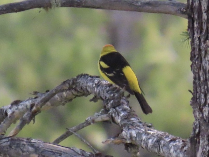 Western Tanager - Diane Roberts