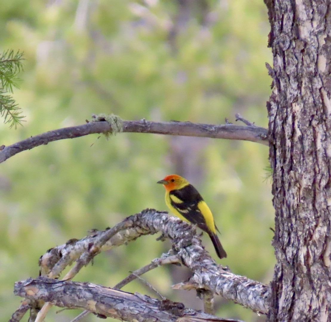 Western Tanager - Diane Roberts