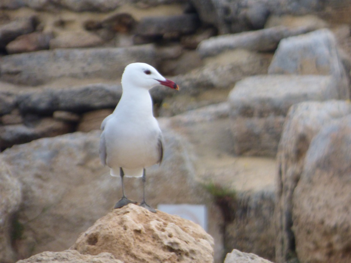 Audouin's Gull - Panagiotis Michalakos