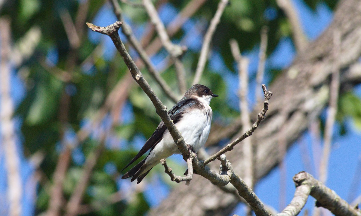 Tree Swallow - ML619589350