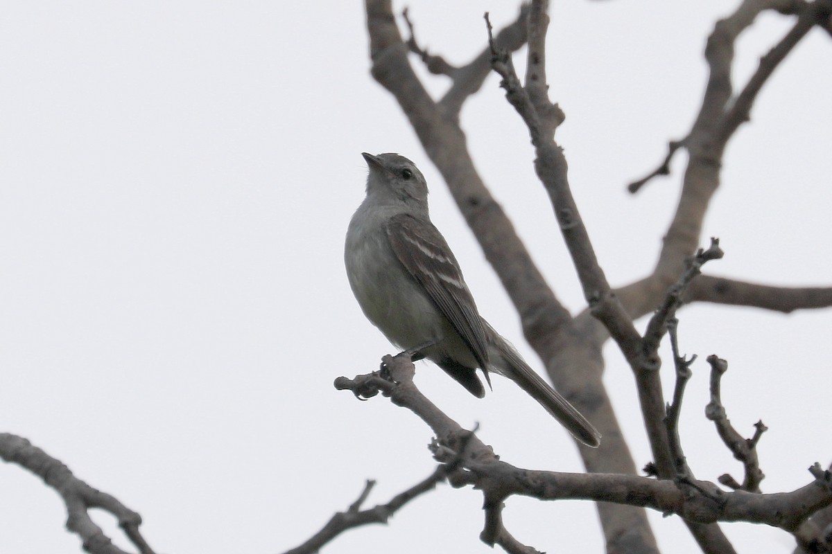 Southern Mouse-colored Tyrannulet - ML619589353