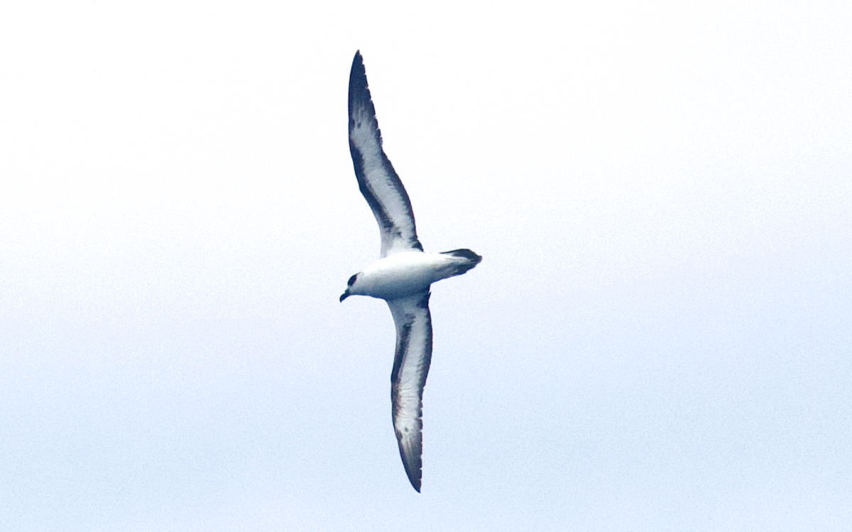 Black-capped Petrel - Andy McGeoch 🦆