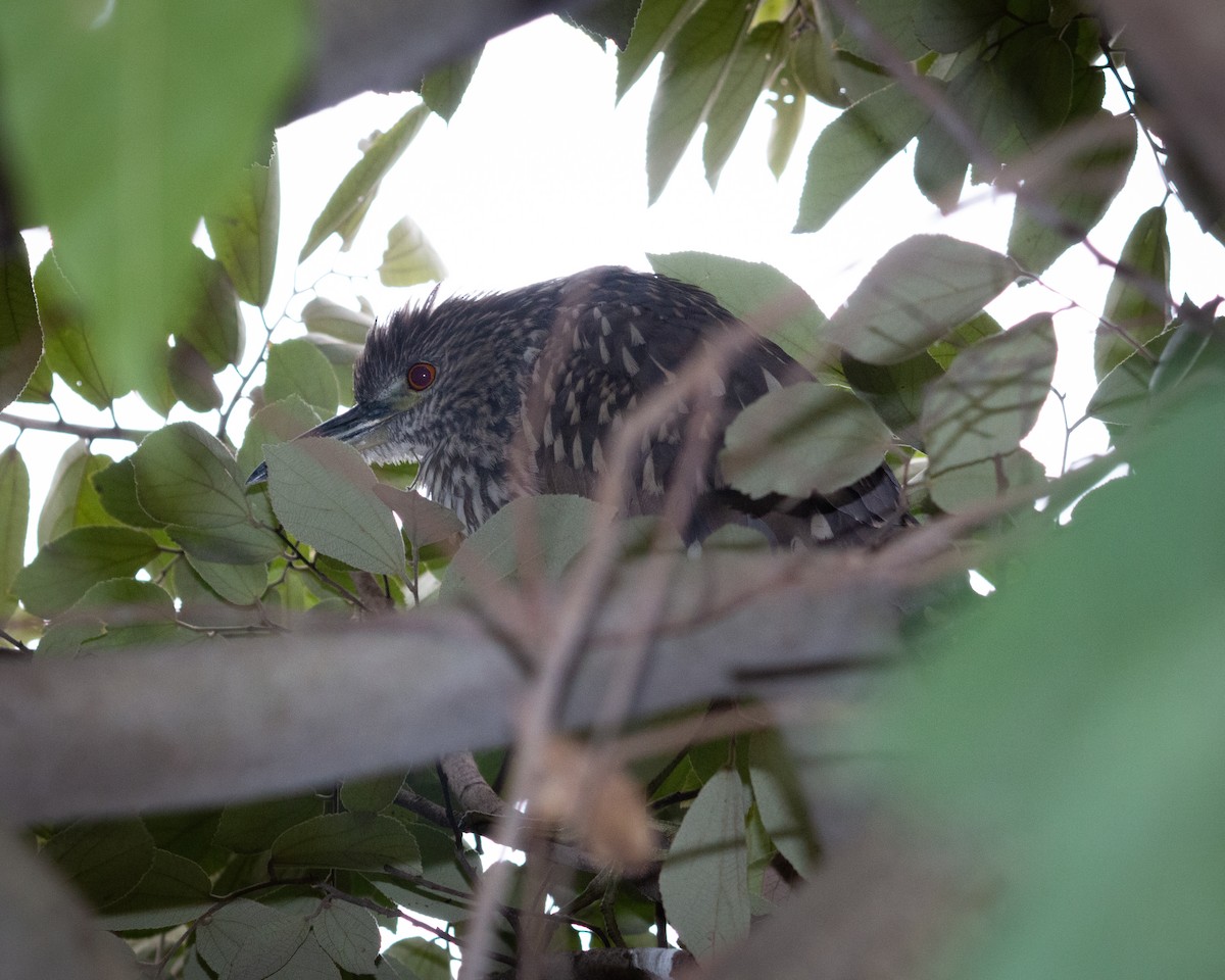 Black-crowned Night Heron - Felipe Gulin