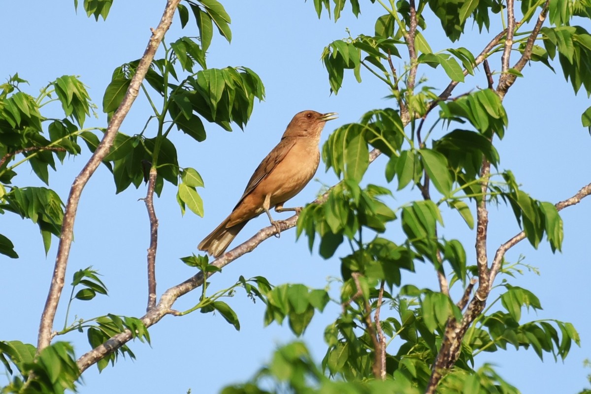 Clay-colored Thrush - Bruce Mast