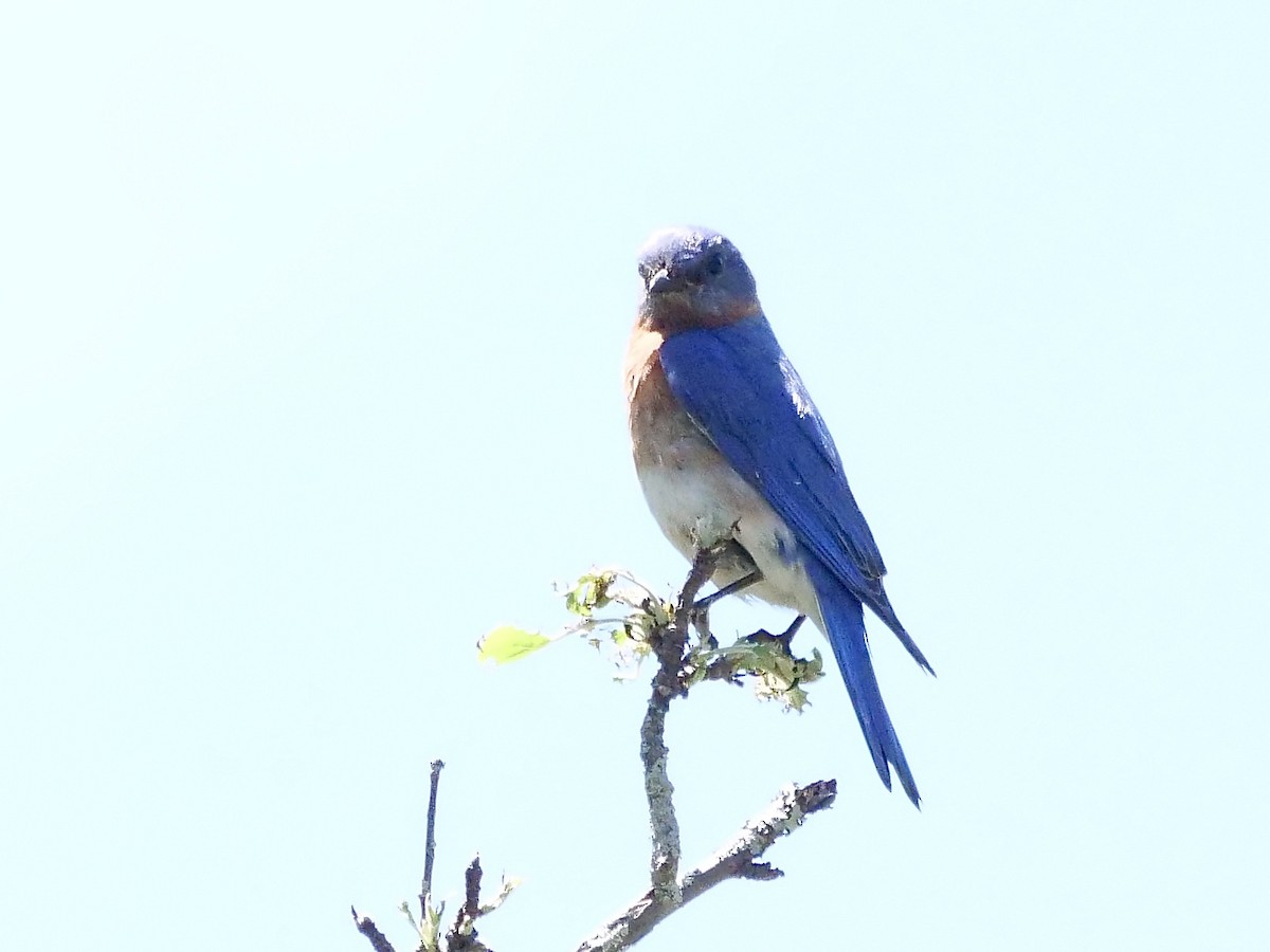Eastern Bluebird - Martin Byhower