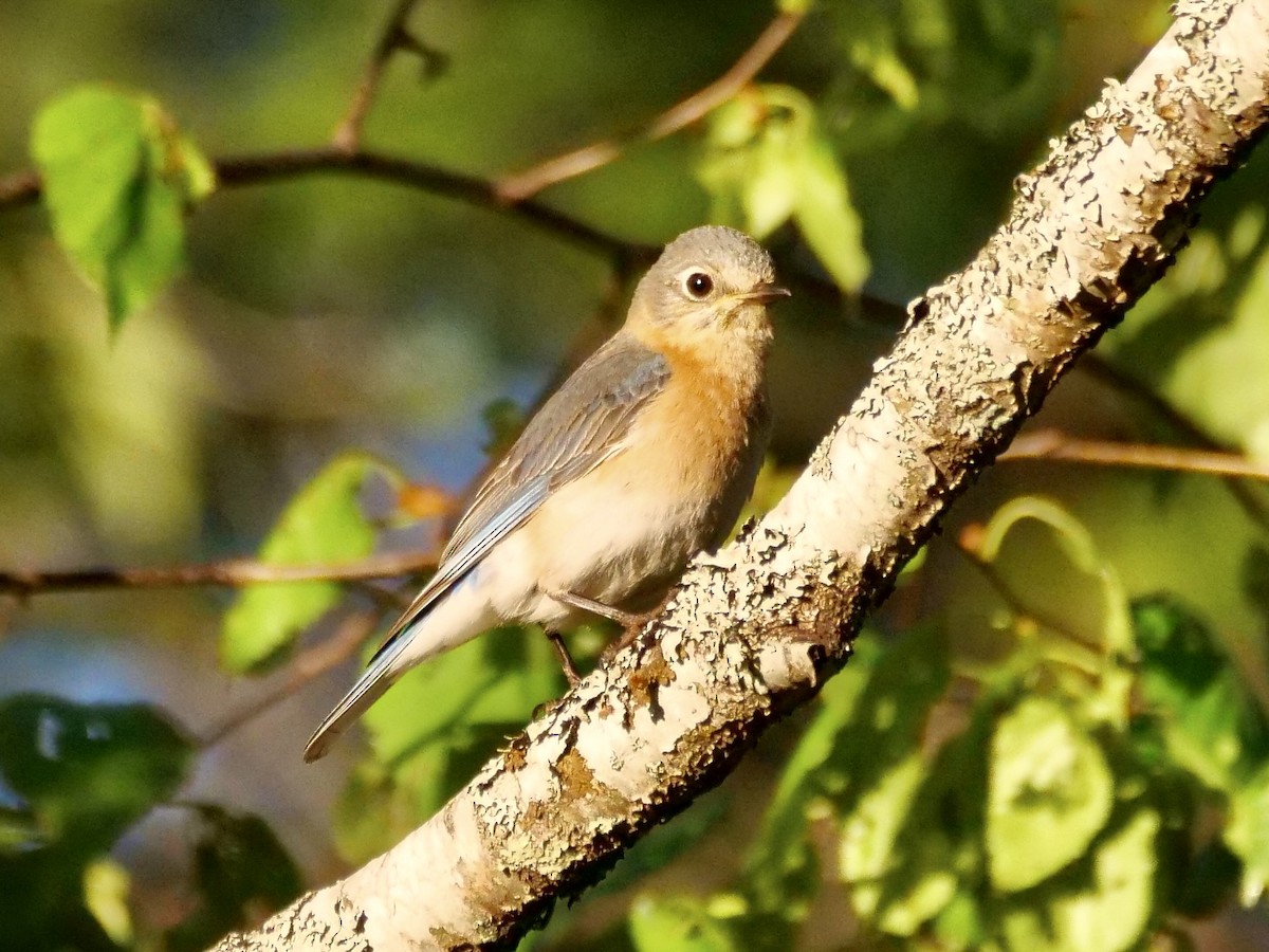 Eastern Bluebird - ML619589360