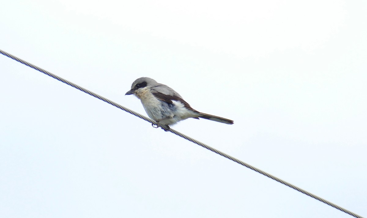 Loggerhead Shrike - Lori Nelson