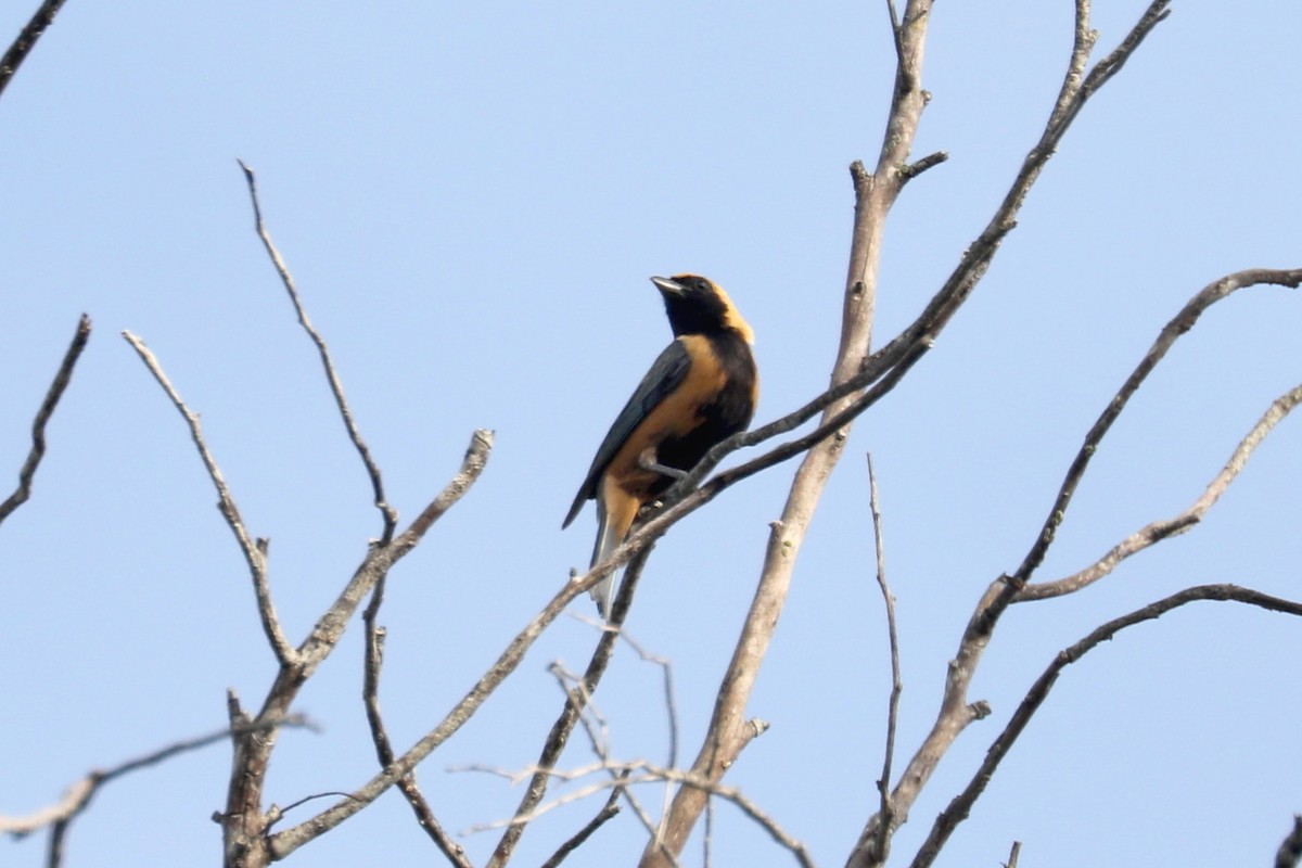 Burnished-buff Tanager - Stephen Gast