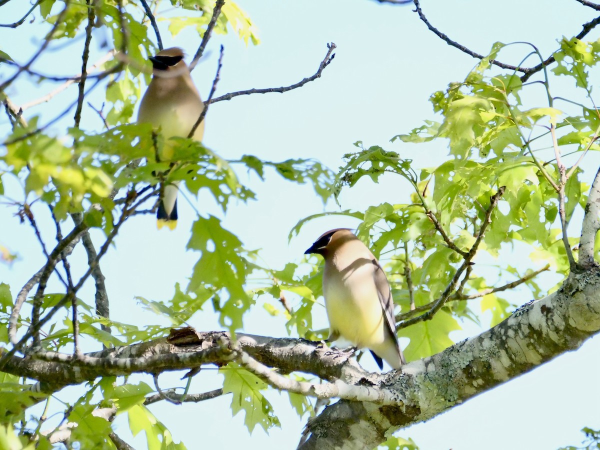 Cedar Waxwing - Martin Byhower