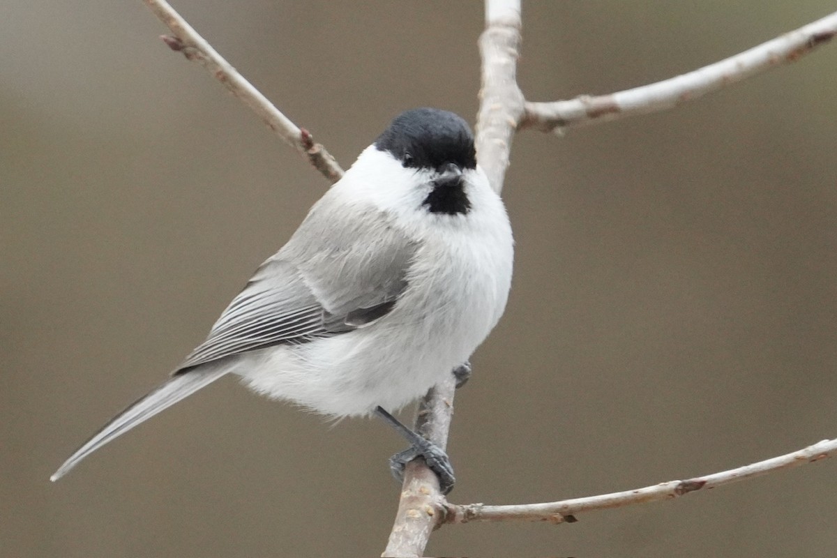 Marsh Tit - Cliff Halverson