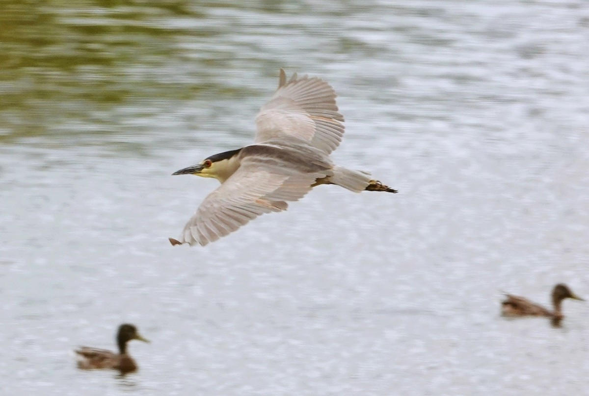 Black-crowned Night Heron - ML619589376