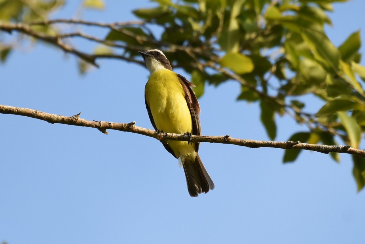 Social Flycatcher - Bruce Mast