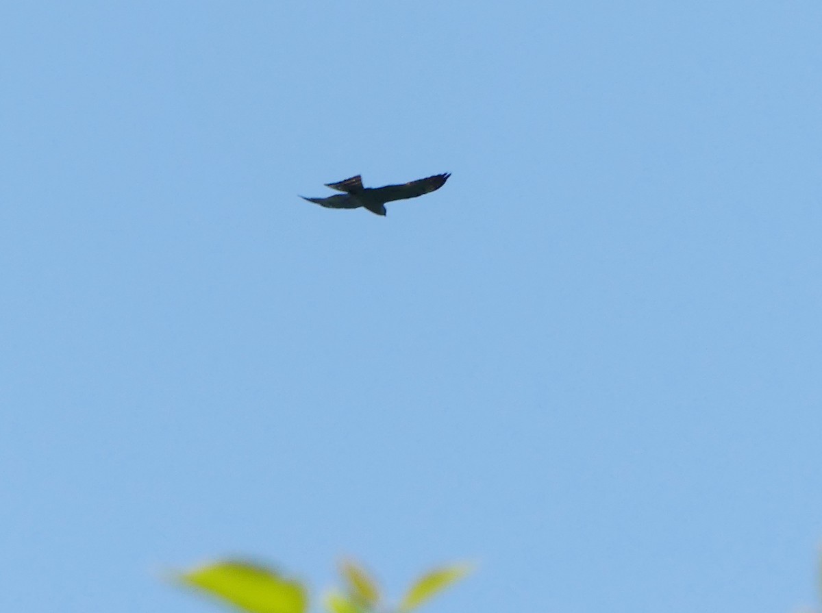 Mississippi Kite - Claus Holzapfel