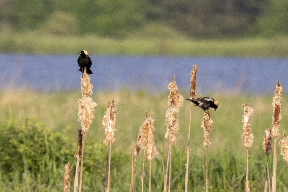 Bobolink - ML619589388