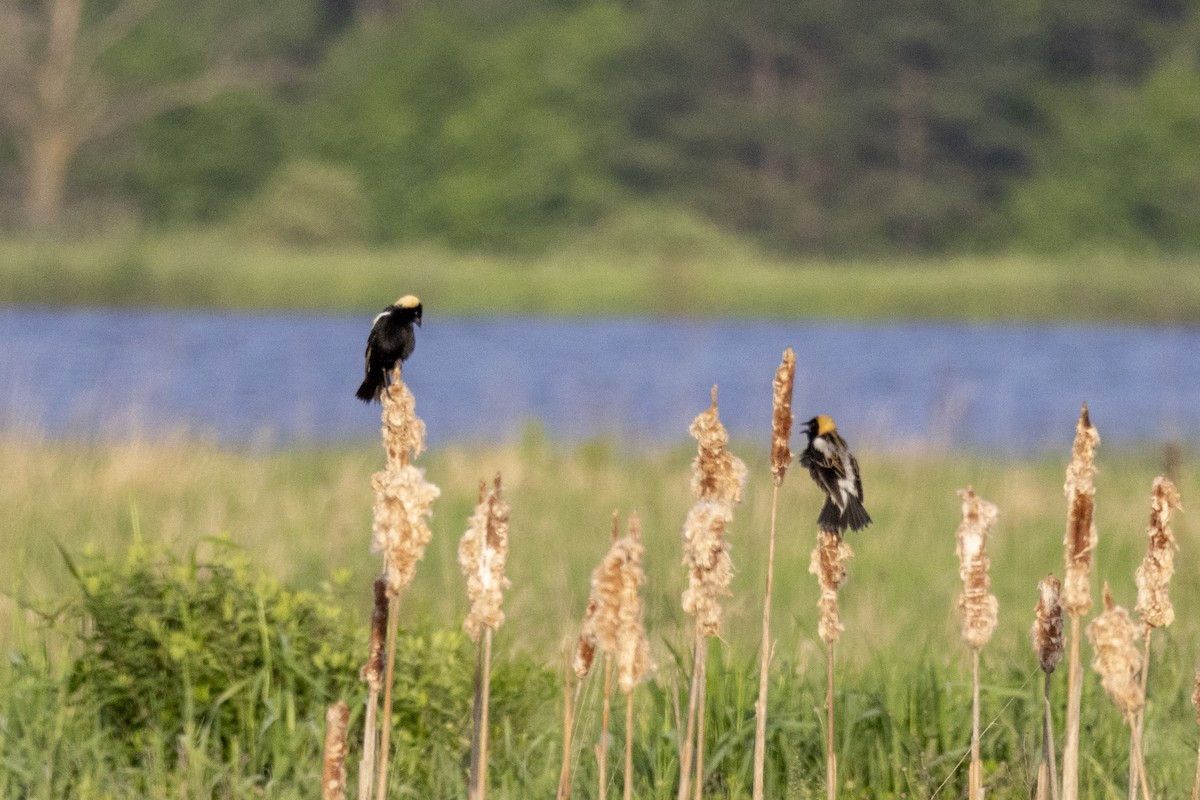 Bobolink - Alex O’Brien