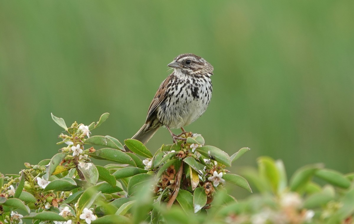 Song Sparrow - ML619589393