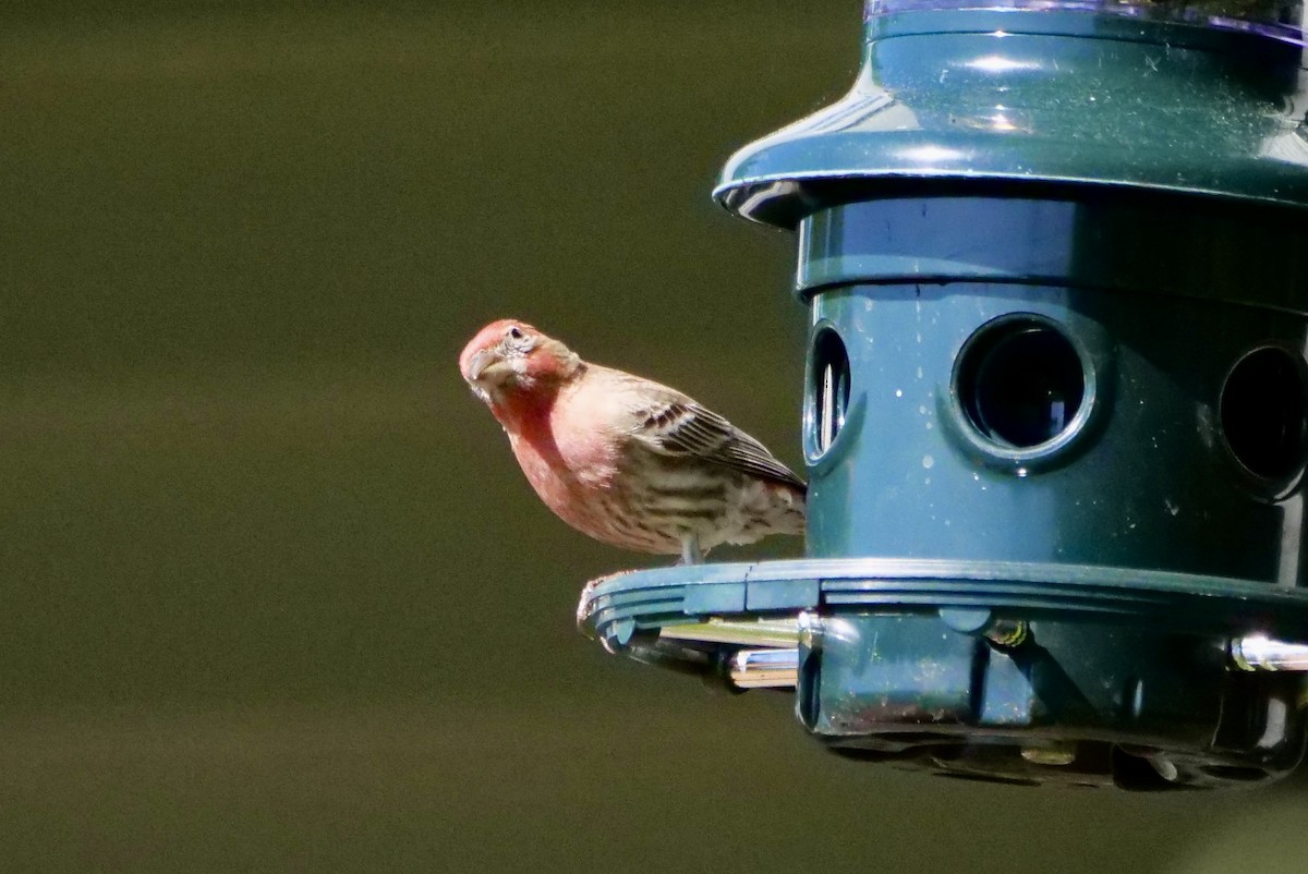 House Finch - Martin Byhower