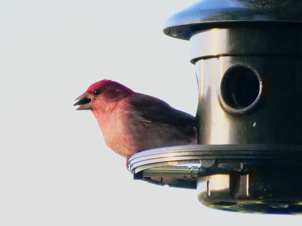 Purple Finch - Martin Byhower