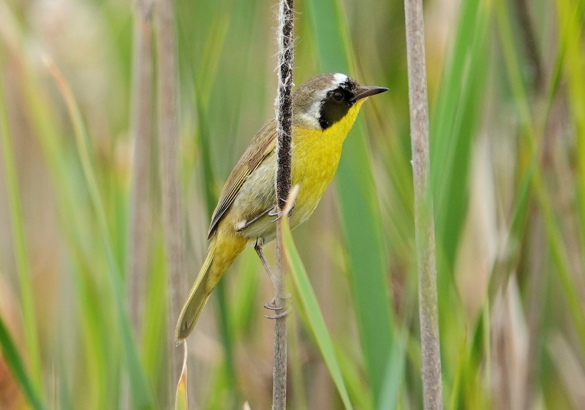 Paruline masquée - ML619589402