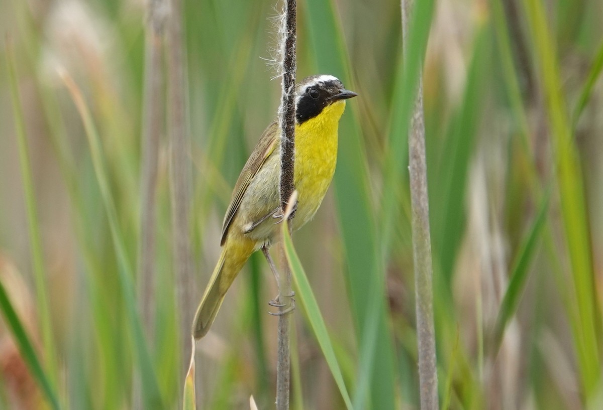 Paruline masquée - ML619589403