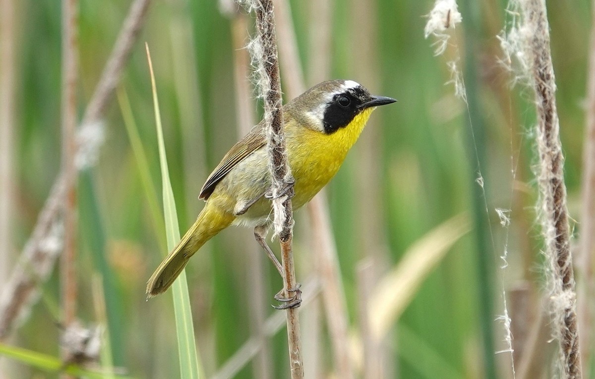 Paruline masquée - ML619589404