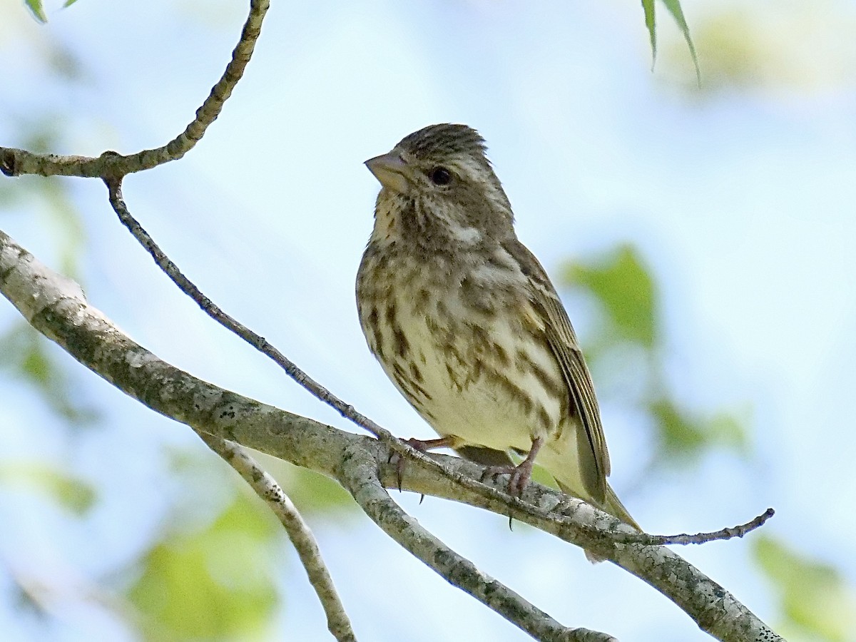 Purple Finch - ML619589411